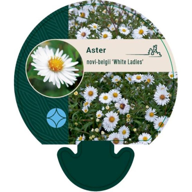 Høstasters 'White Ladies'