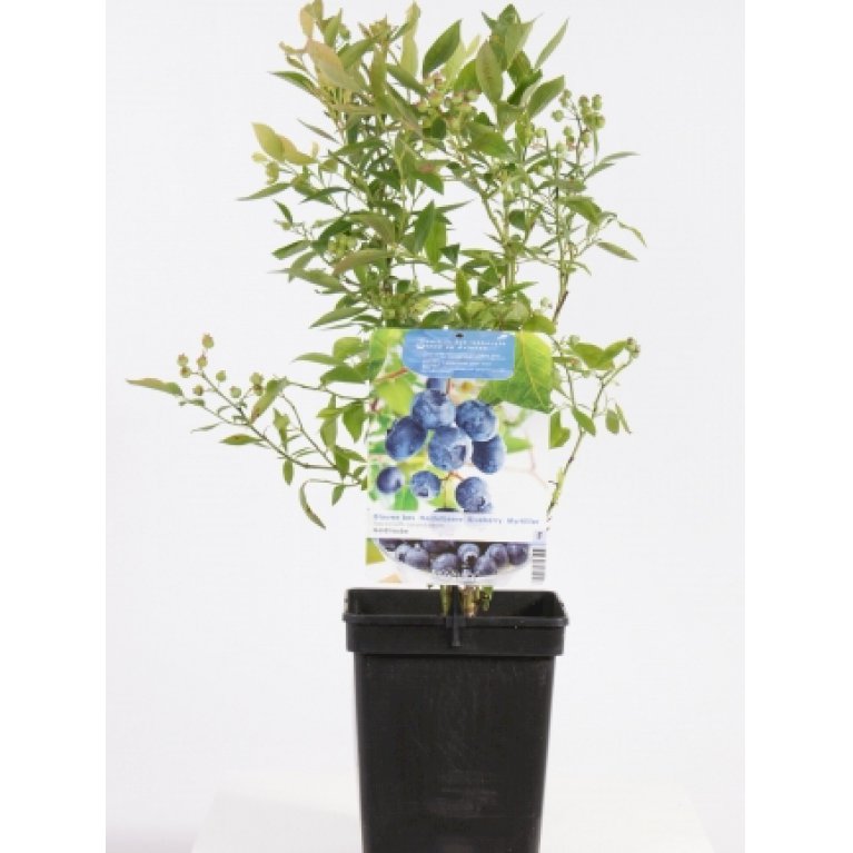 Storfrugtet Blåbær 'Goldtraube' - Vaccinium corymbosum 'Goldtraube' (Potte 2,0 liter,- Opbundet)