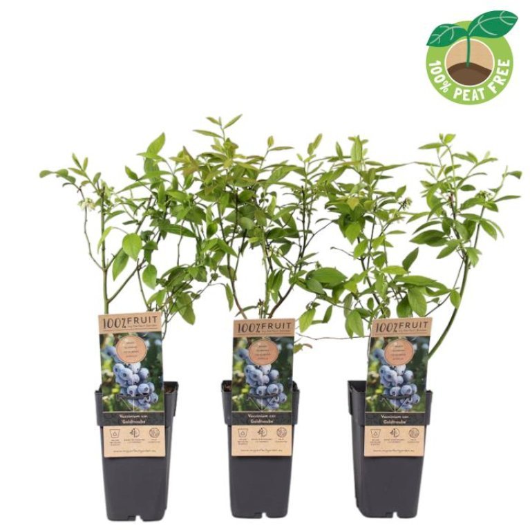 Storfrugtet Blåbær 'Goldtraube'