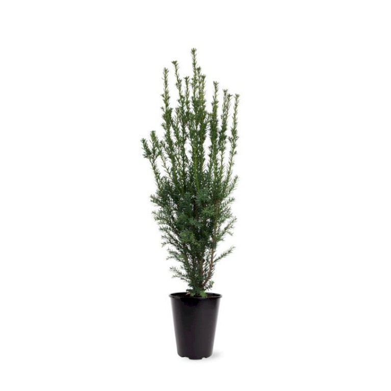 Taks 'Hillii'