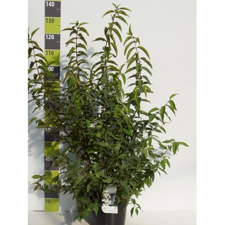 Stor stjernetop 'Plena'