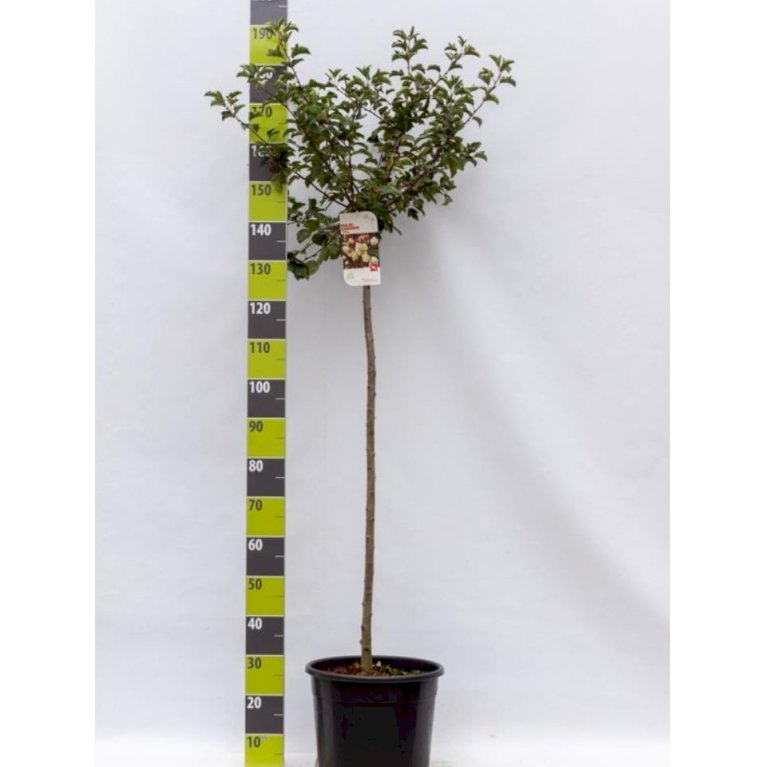 Japansk paradisæble 'Tina'