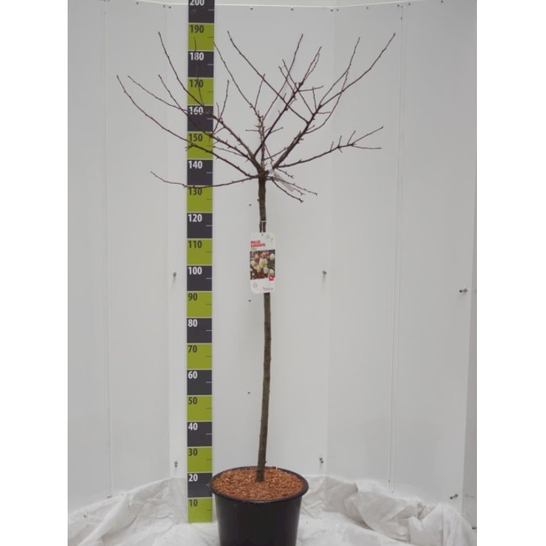 Japansk paradisæble 'Tina'