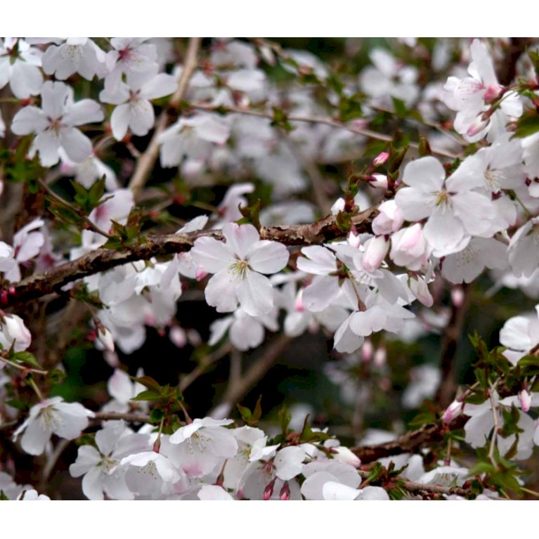 Japansk bjergkirsebær 'Brillant'