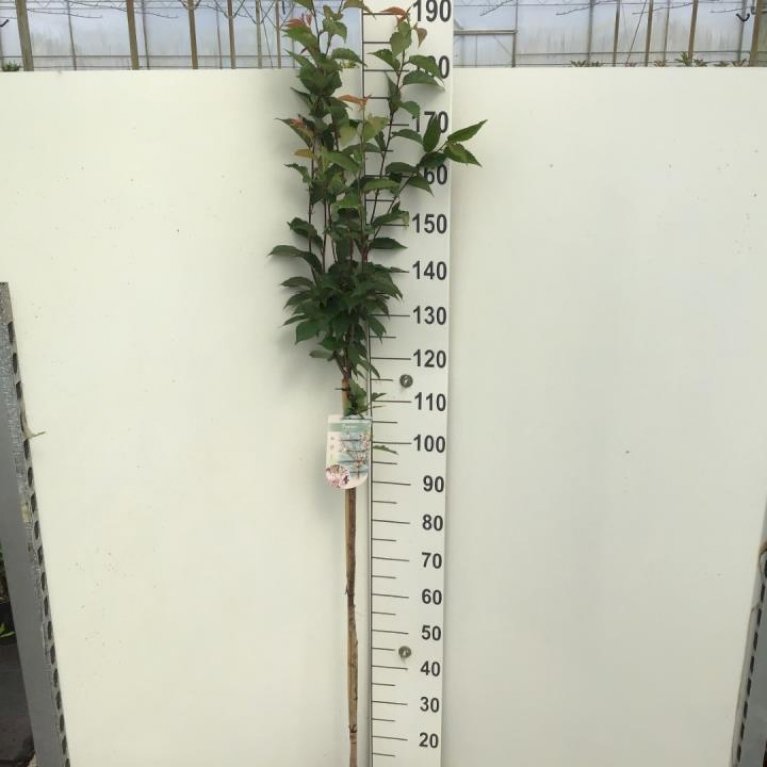 Japansk bjergkirsebær 'Ruby'