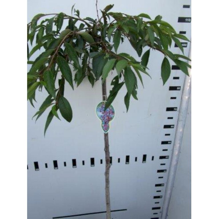 Japansk hængekirsebær