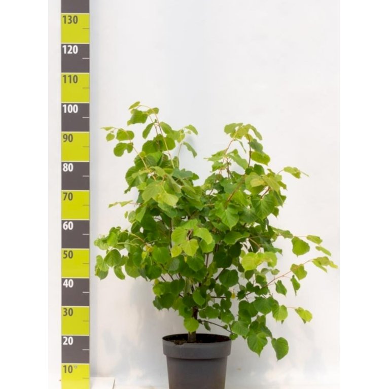 Orangebarket lind 'Winter Orange'