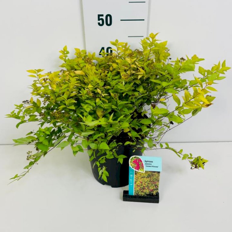 Spiraea japonica 'Golden Princess'