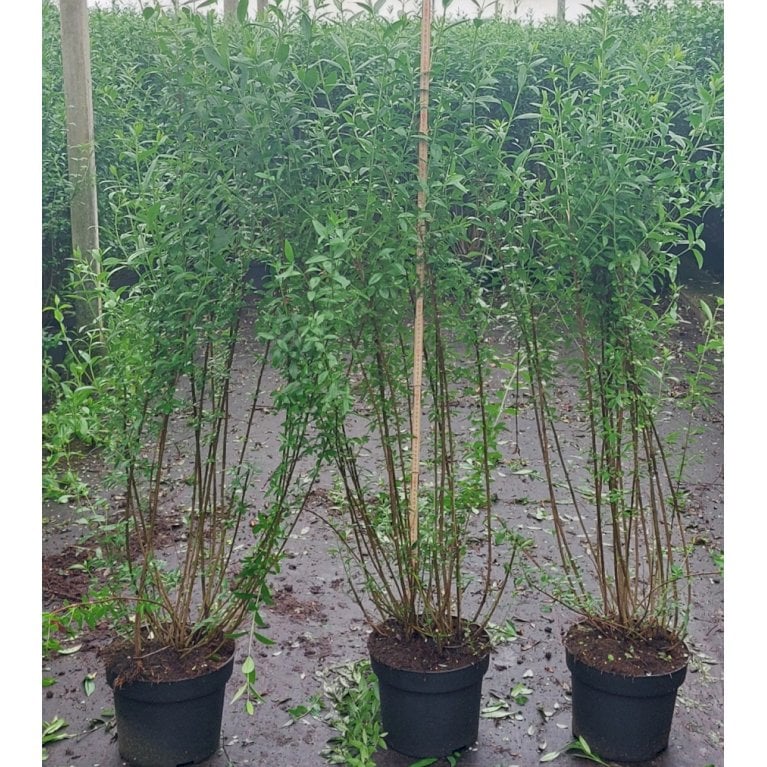 Liguster 'Atrovirens'