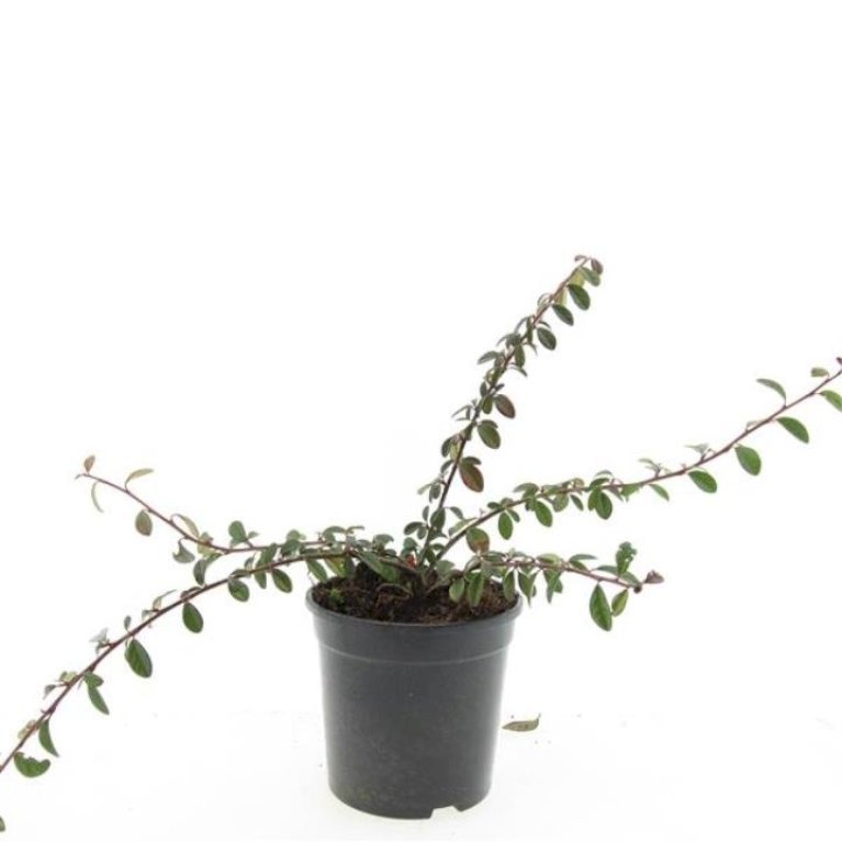Dværgmispel 'Miranda'