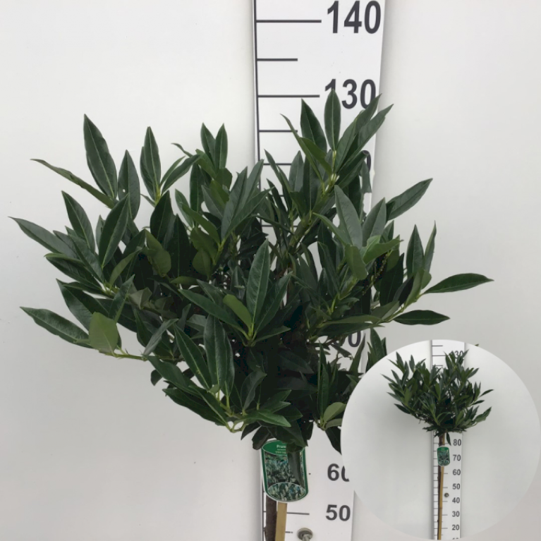 Kirsebærlaurbær 'Otto Luyken'