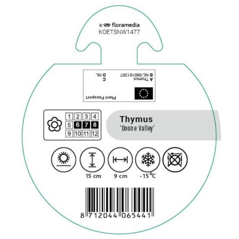 Citrontimian 'Doone Valley' - Thymus citrodorus 'Doone Valley' (Potte 0,4 liter.)