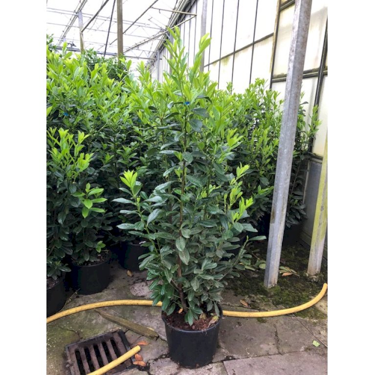 Kirsebærlaurbær 'Novita'