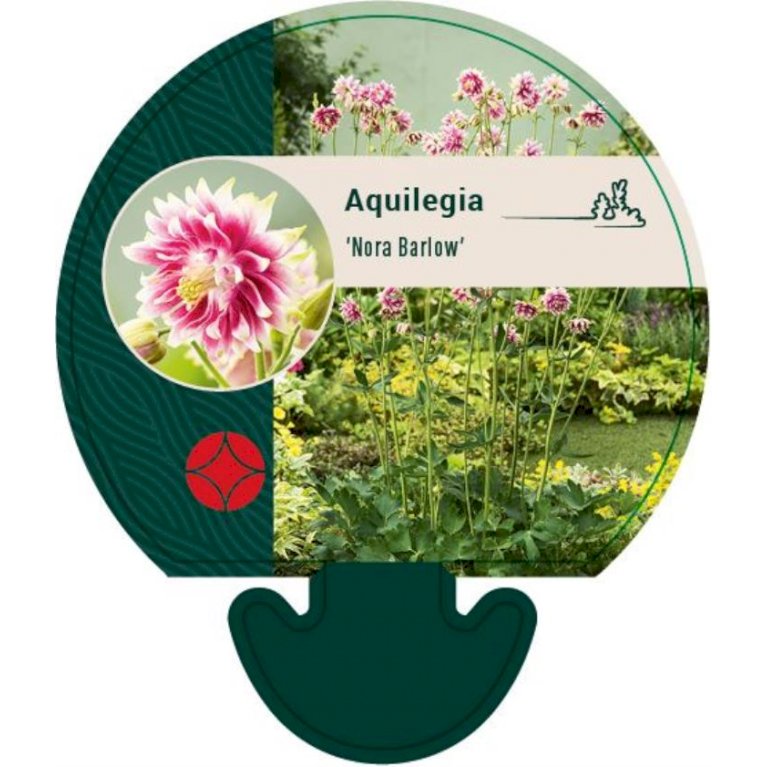 Akeleje 'Nora Barlow' - Aquilegia vulgaris 'Nora Barlow' (0,8 liter potte)