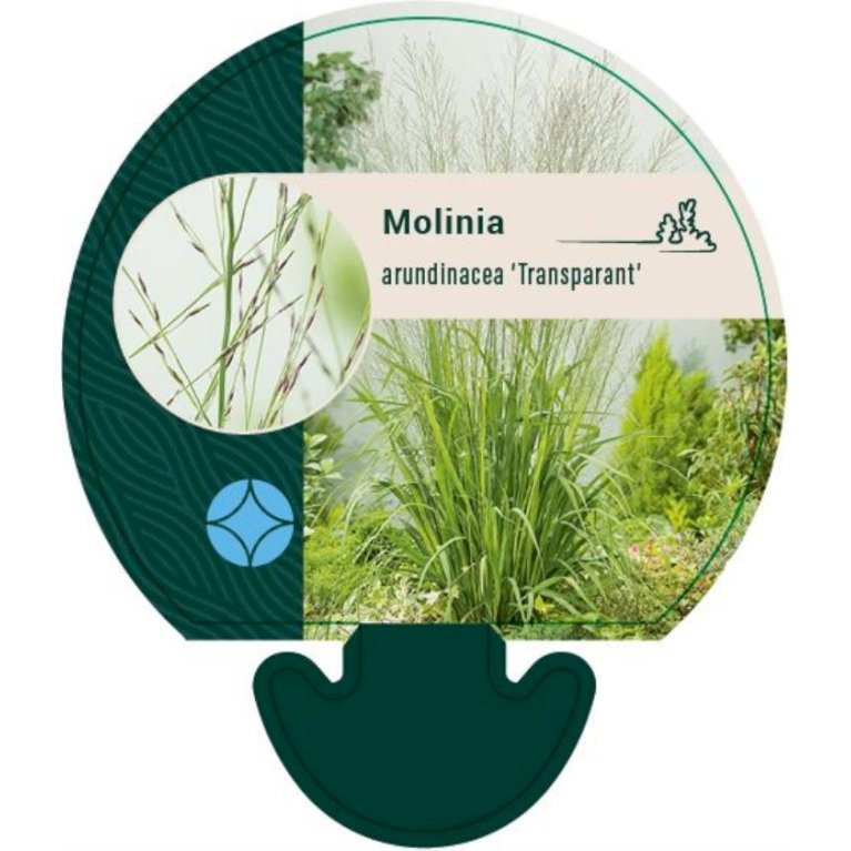 Pibegræs 'Transparent'