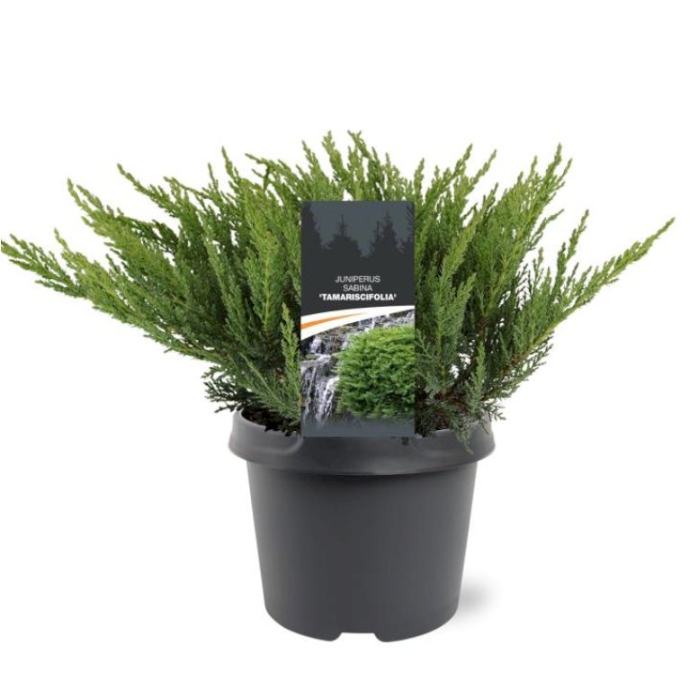 Sevenbom 'Tamariscifolia'