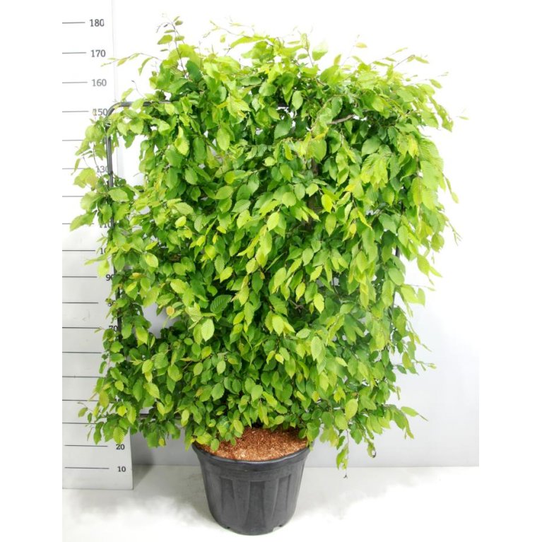 Avnbøg - Carpinus betulus - Træer - Plantetorvet.dk