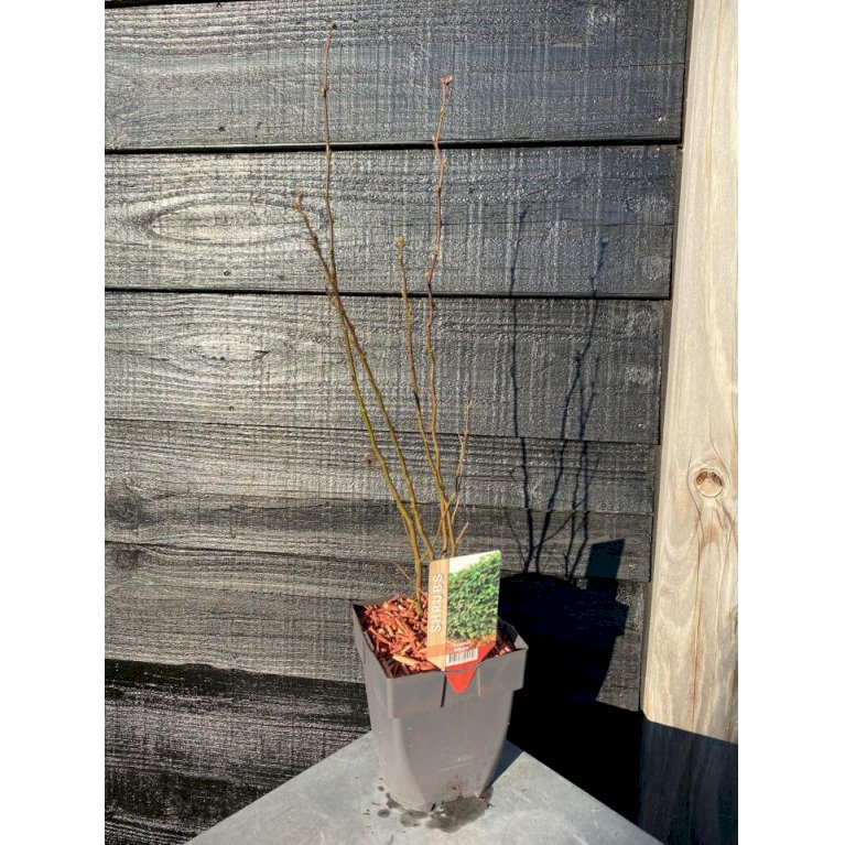 Avnbøg - Carpinus betulus - Træer - Plantetorvet.dk