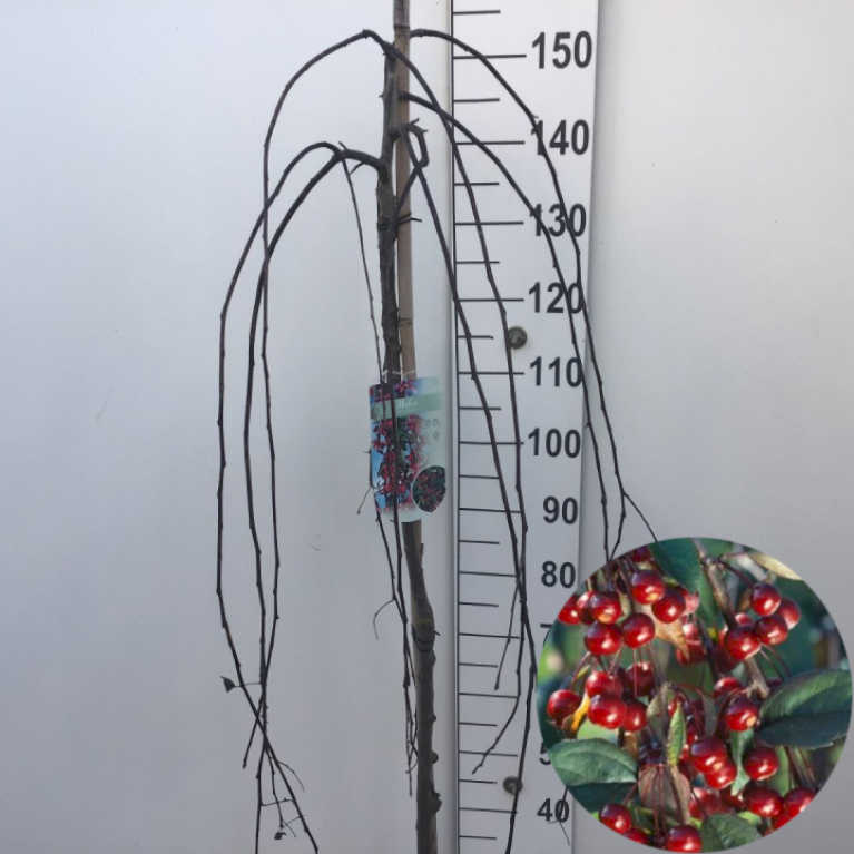 Rødbladet Paradisæble