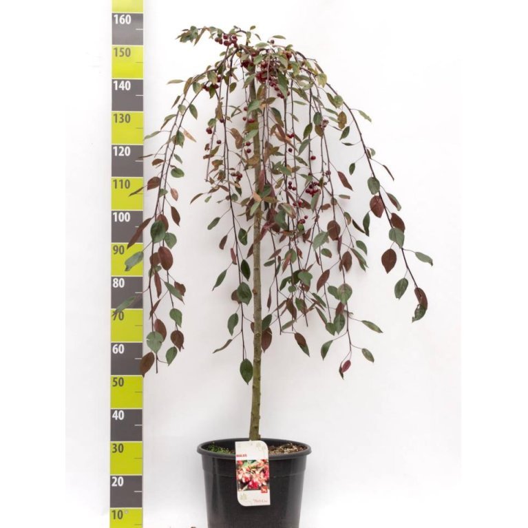 Rødbladet Paradisæble