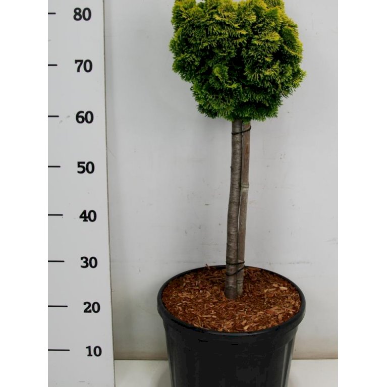 Solcypres 'Nana Aurea'