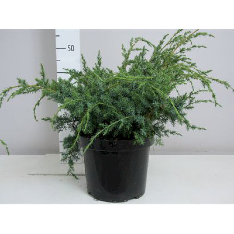 Kinesisk Enebær 'Blue Alps'