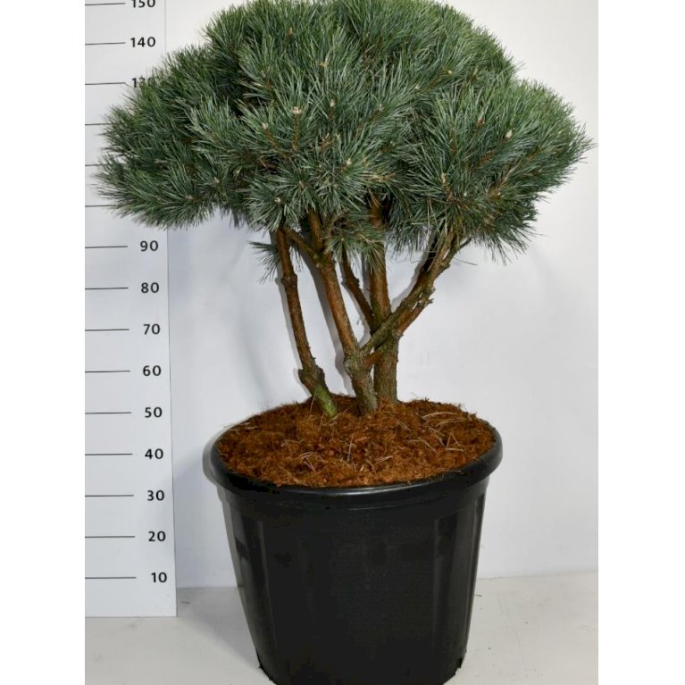 Dværg Skovfyr 'Watereri'