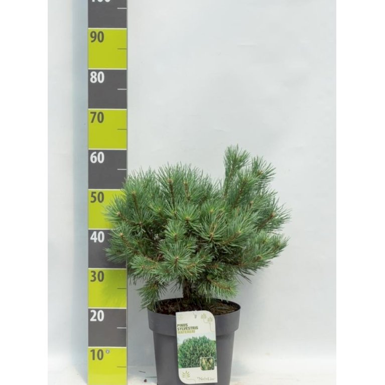 Dværg Skovfyr 'Watereri'