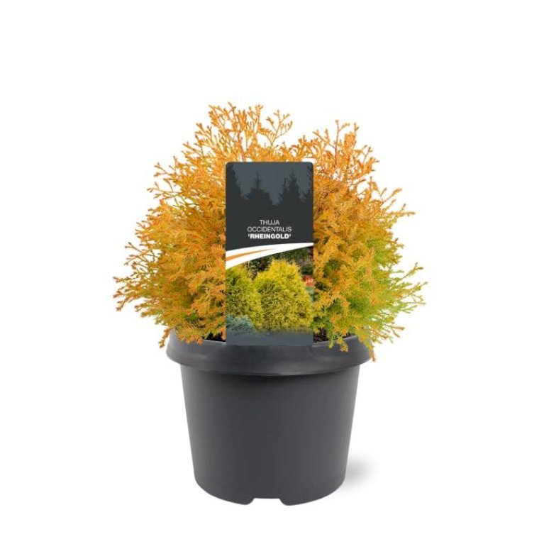 Thuja 'Rheingold'