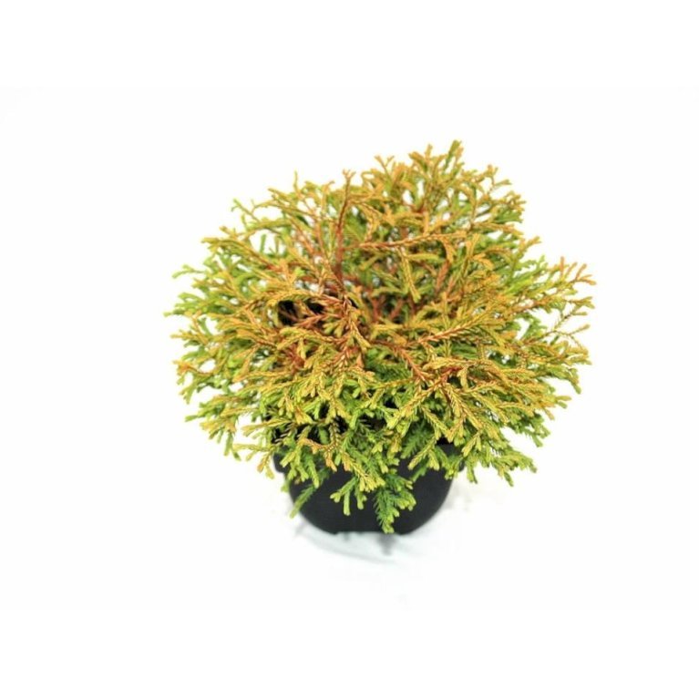 Thuja 'Golden Tuffet'