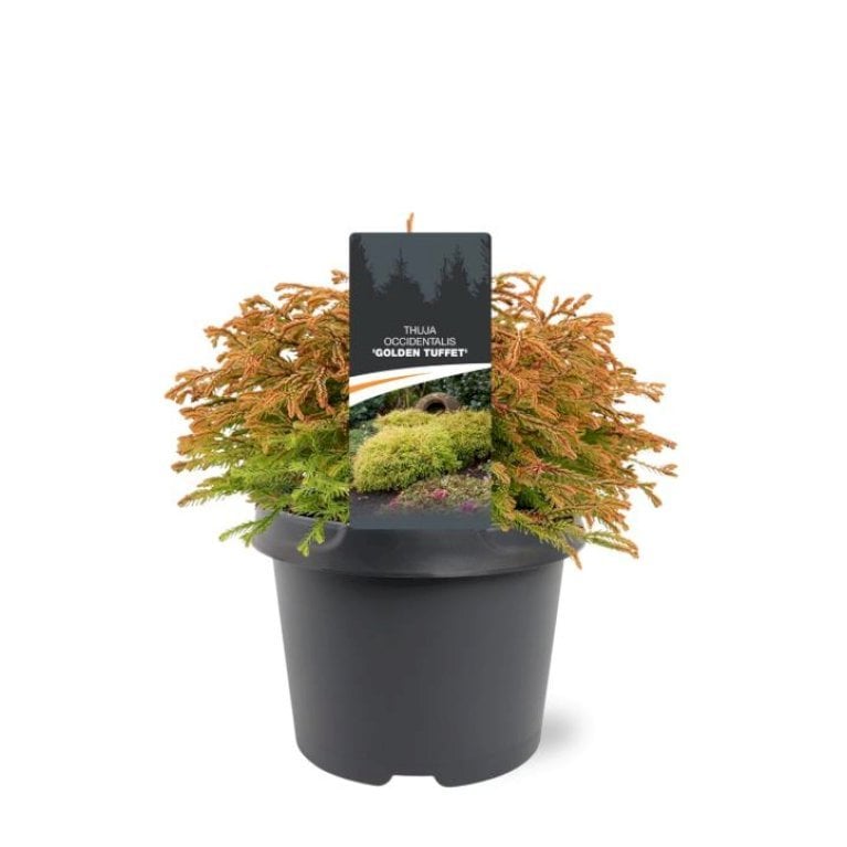 Thuja 'Golden Tuffet'