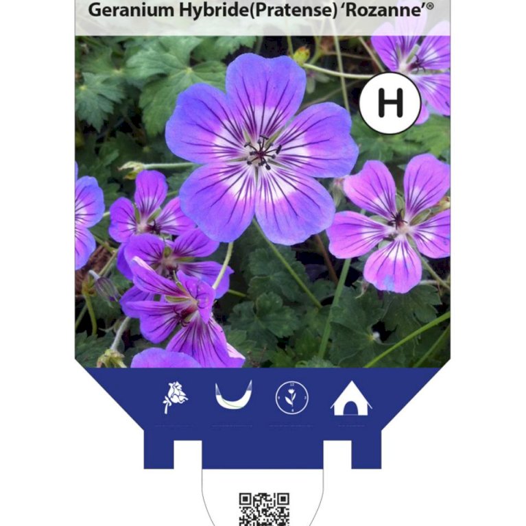 Storkenæb 'Rozanne' - Geranium hybrid 'Rozanne' (Små potter)