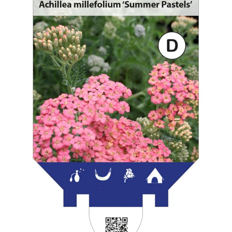 Røllike 'Summer Pastels'