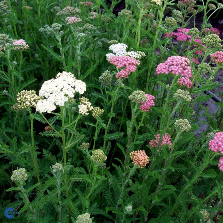 Røllike 'Summer Pastels'
