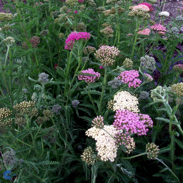 Røllike 'Summer Pastels'