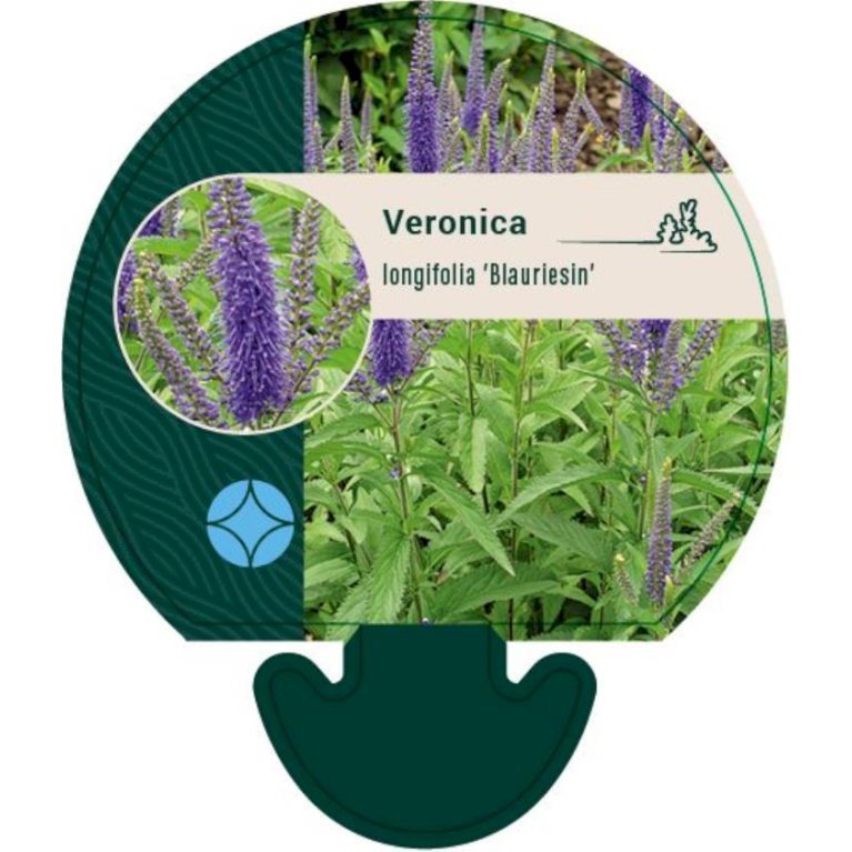 Langbladet Ærenpris 'Blauriesin'