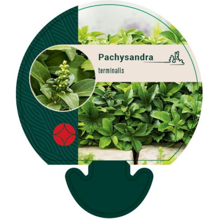 Vinterglans