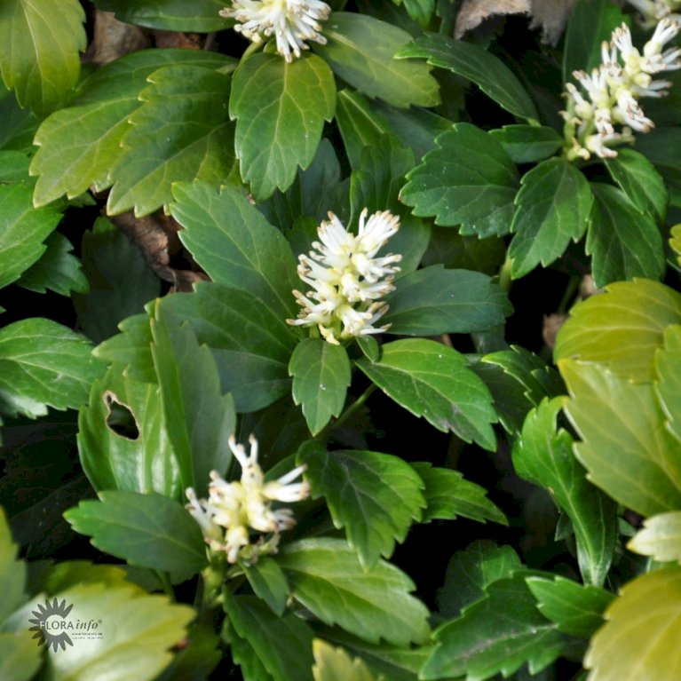 Vinterglans