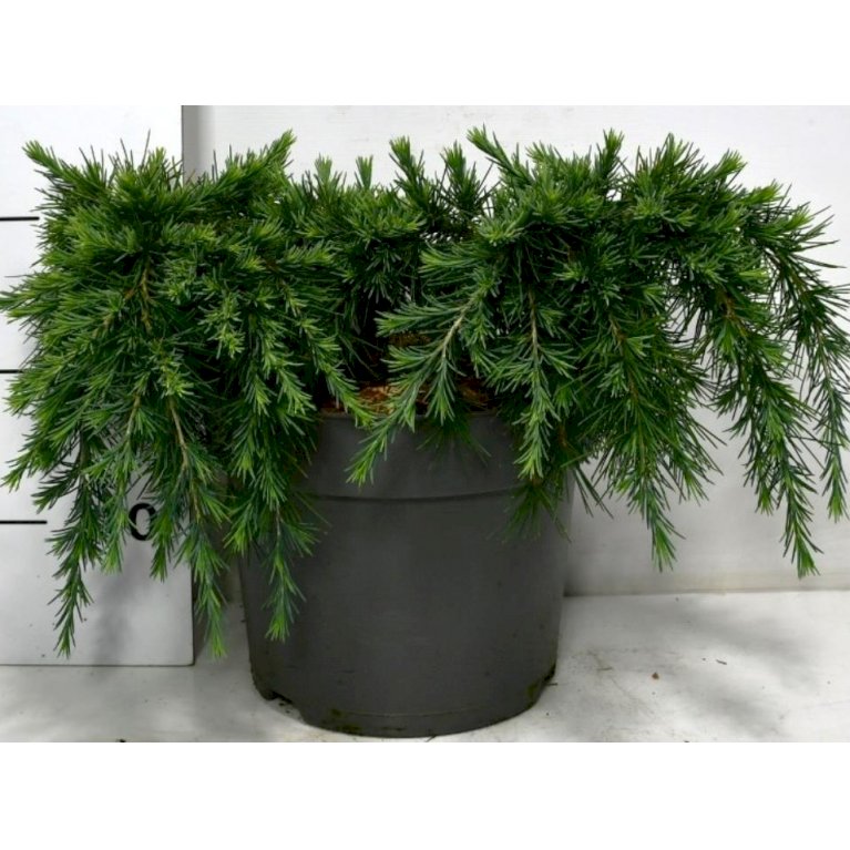 Himalaya Ceder 'Feeling Blue'