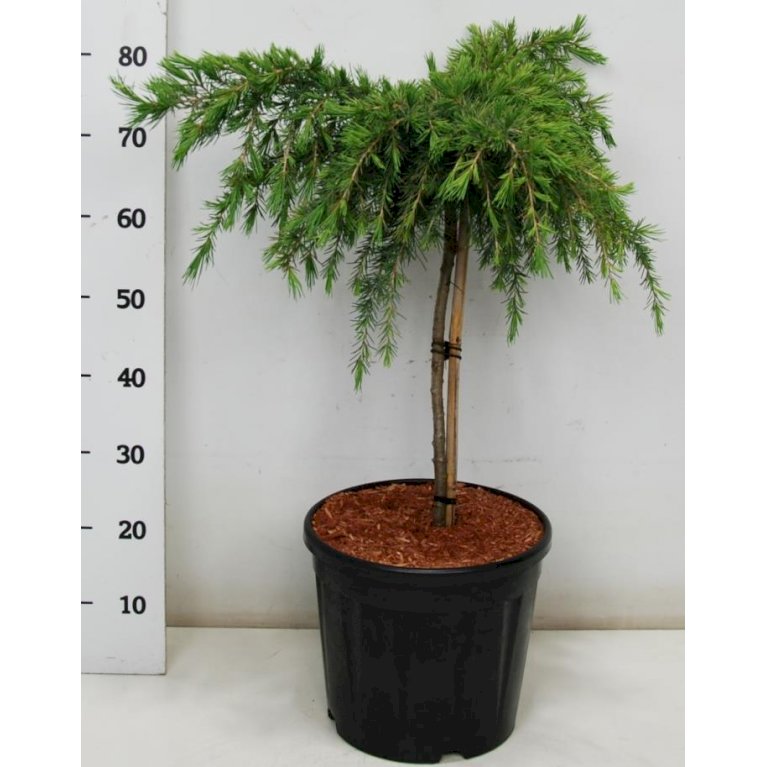 Himalaya Ceder 'Feeling Blue'
