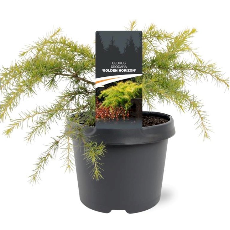 Himalaya Ceder 'Golden Horizont'
