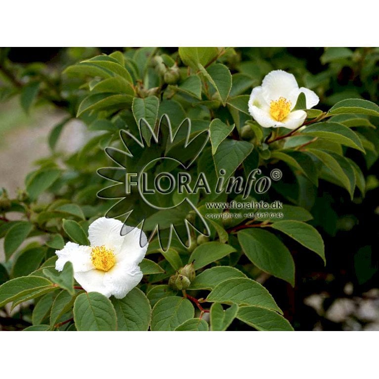 Stewartia