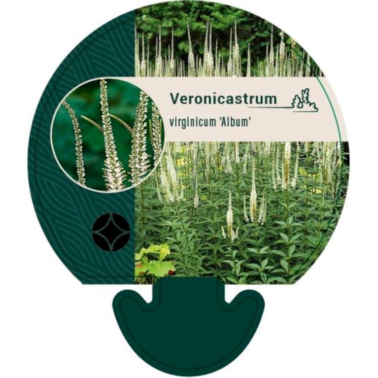 Virginsk ærenpris 'Album'