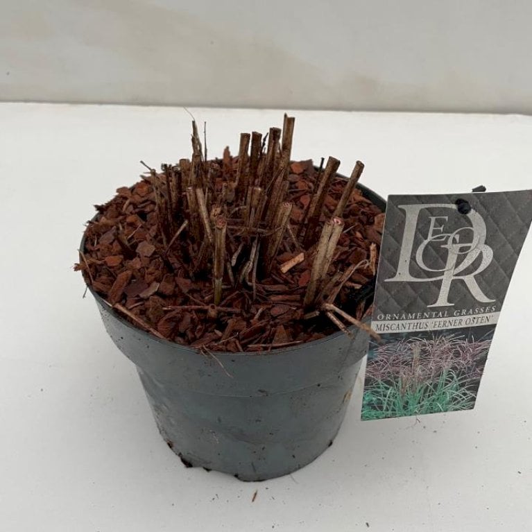 Lav elefantgræs 'Ferner Osten'