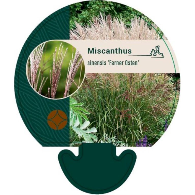 Lav elefantgræs 'Ferner Osten'
