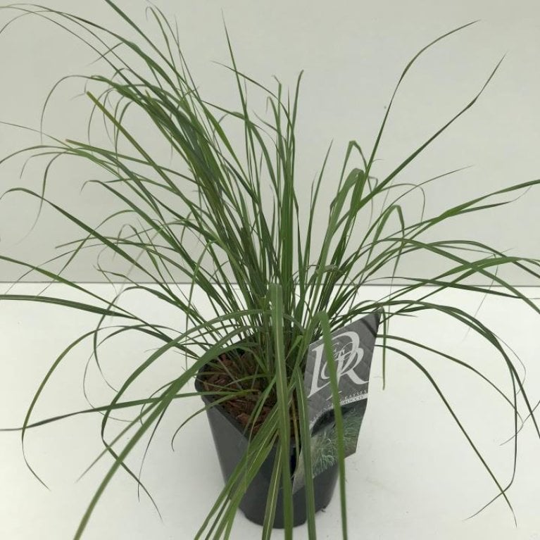 Regnbuegræs 'Sirocco'