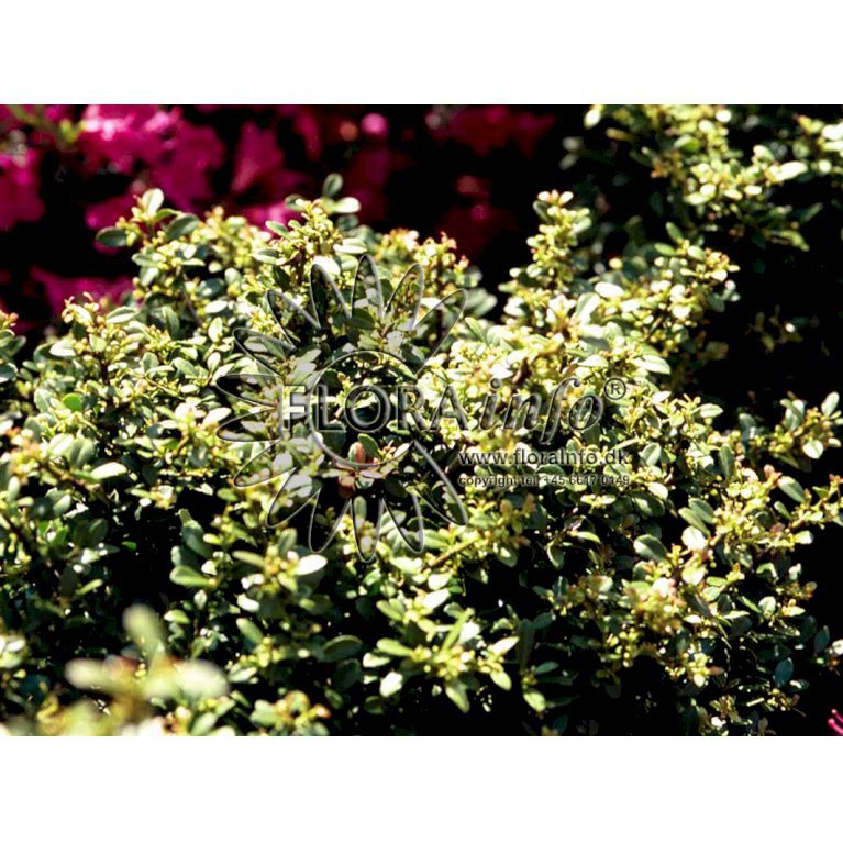 Ilex crenata 'Dark Green'