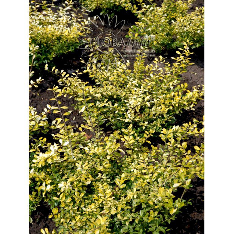 Ilex crenata 'Dark Green'