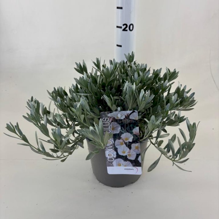 Convolvulus