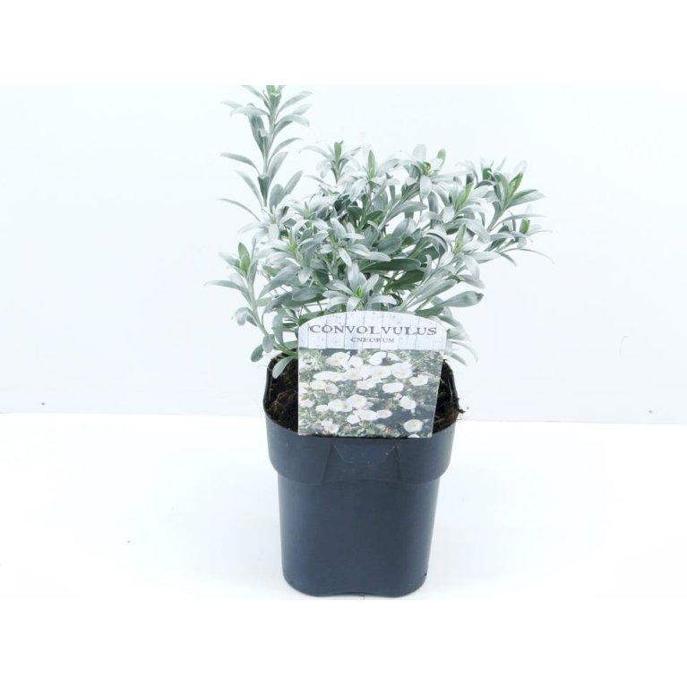 Convolvulus